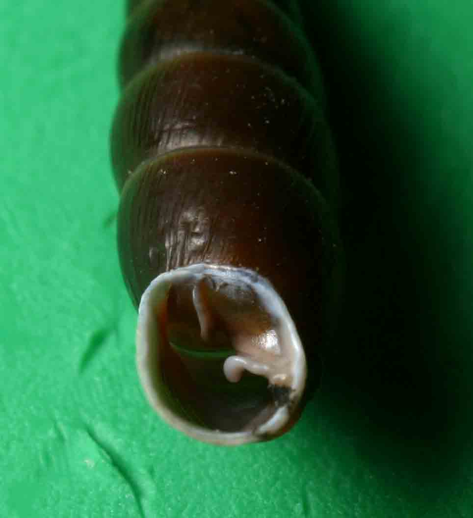 Ch.itala e Coc.laminata dalle Dolomiti bellunesi